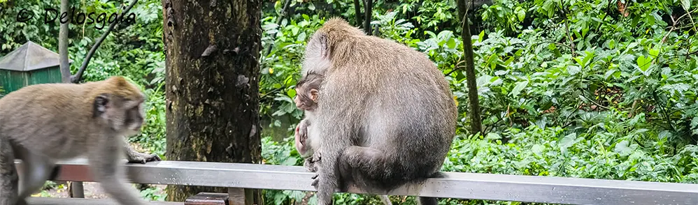 Bali en Java 2025