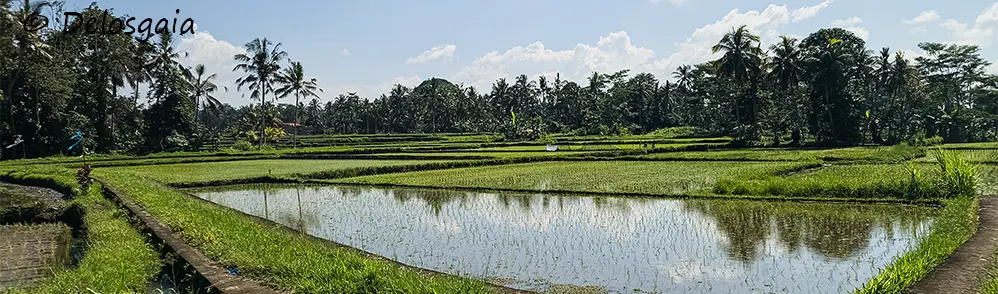 Bali en Java 2025
