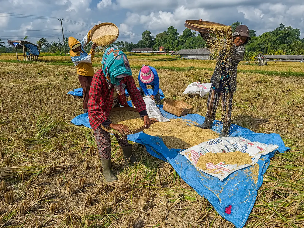 Dames die rijst op gooien