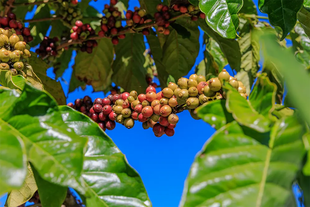 Arabica koffieplant