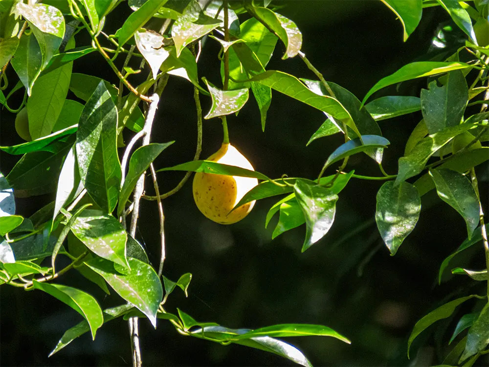 Gele vrucht tussen bladeren